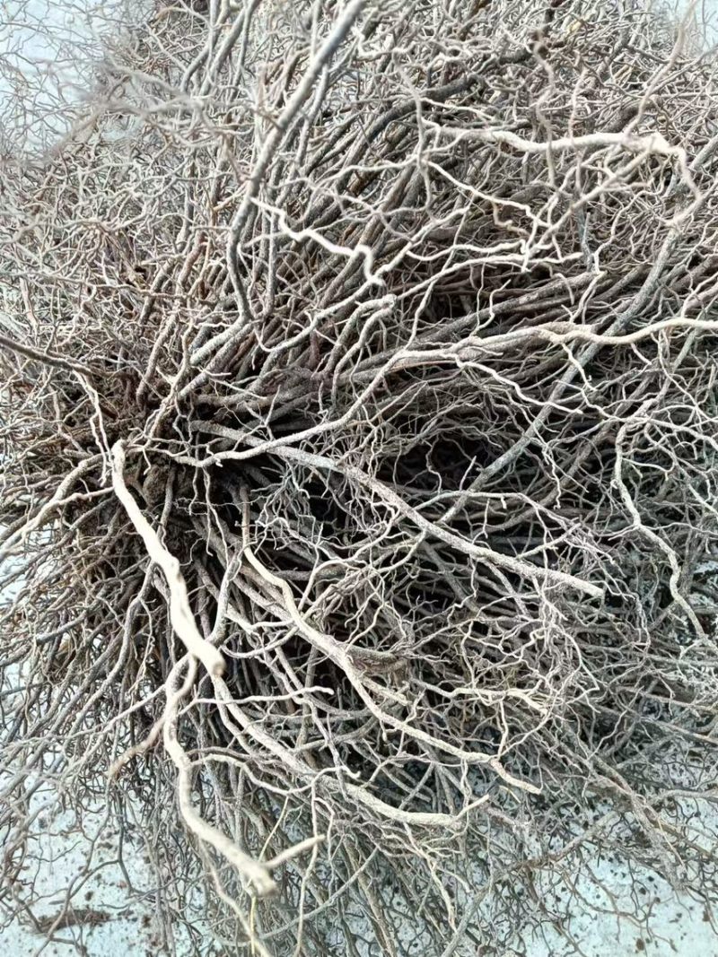 辽宁药材基地威灵仙两年生五年生长期自有种植基地