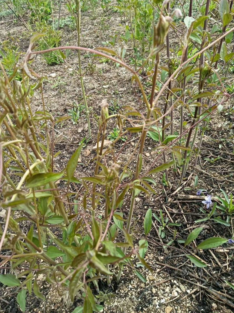 辽宁药材基地威灵仙两年生五年生长期自有种植基地
