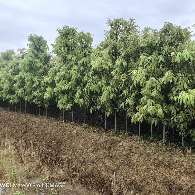 楠木苗基地现挖现发大量现货供应数十年种植经验欢迎咨询