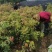 楠木苗基地现挖现发大量现货供应数十年种植经验欢迎咨询