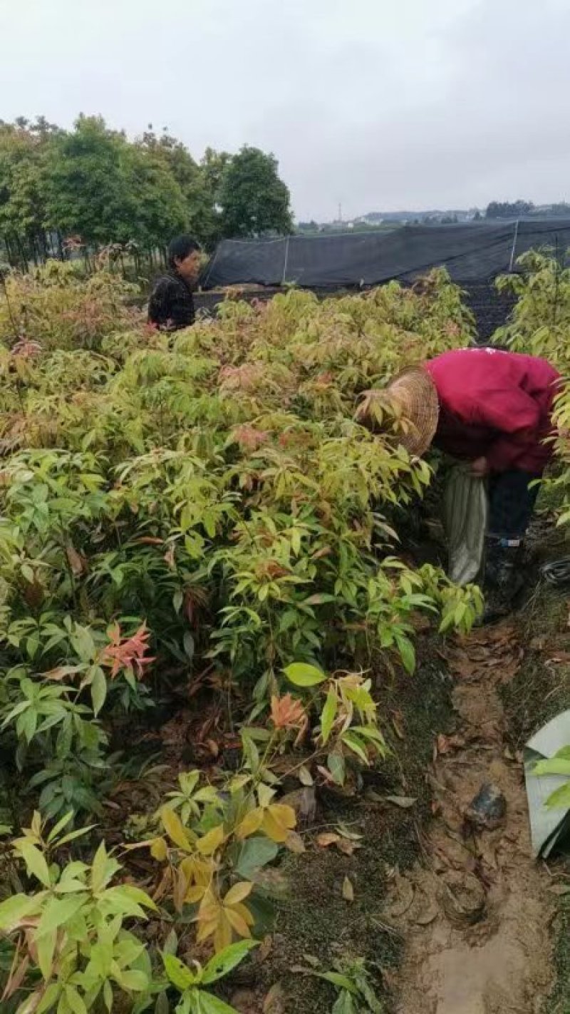楠木苗基地现挖现发大量现货供应数十年种植经验欢迎咨询