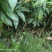 楠木苗基地现挖现发大量现货供应数十年种植经验欢迎咨询