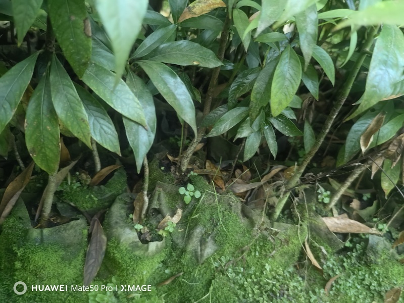 楠木苗基地现挖现发大量现货供应数十年种植经验欢迎咨询
