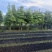 楠木苗基地现挖现发大量现货供应数十年种植经验欢迎咨询
