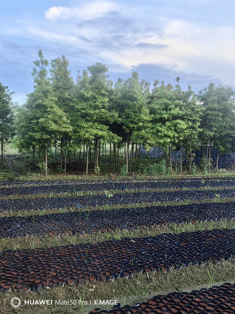 楠木苗基地现挖现发大量现货供应数十年种植经验欢迎咨询
