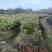楠木苗基地现挖现发大量现货供应数十年种植经验欢迎咨询