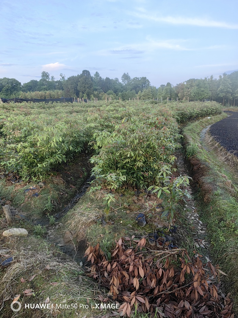 楠木苗基地现挖现发大量现货供应数十年种植经验欢迎咨询