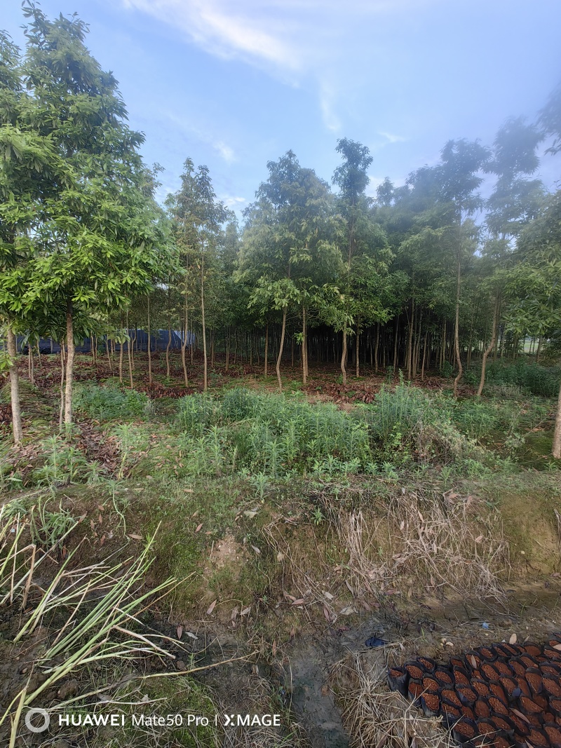 楠木苗基地现挖现发大量现货供应数十年种植经验欢迎咨询