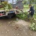 楠木苗基地现挖现发大量现货供应数十年种植经验欢迎咨询