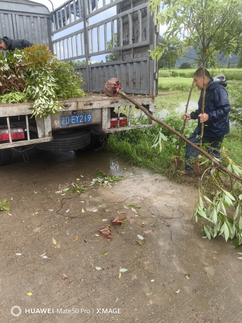 楠木苗基地现挖现发大量现货供应数十年种植经验欢迎咨询