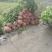 楠木苗基地现挖现发大量现货供应数十年种植经验欢迎咨询