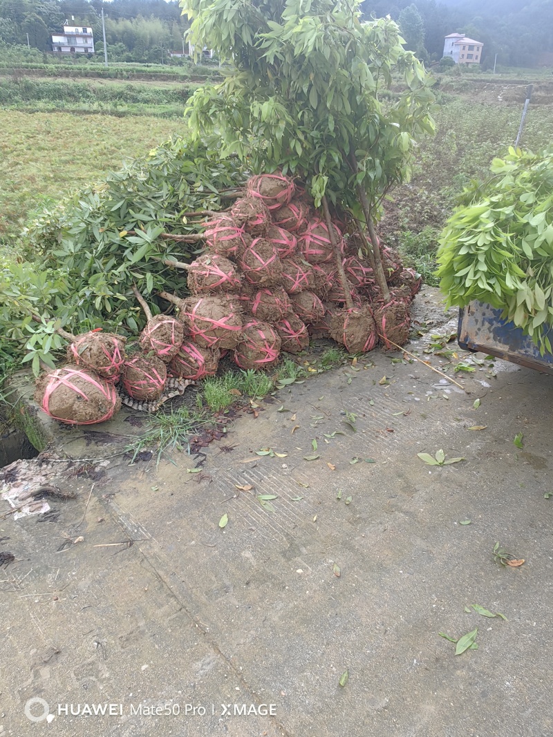 楠木苗基地现挖现发大量现货供应数十年种植经验欢迎咨询