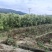 楠木苗基地现挖现发大量现货供应数十年种植经验欢迎咨询
