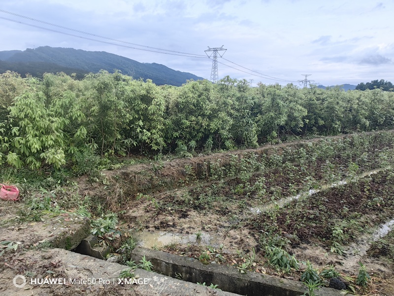 楠木苗基地现挖现发大量现货供应数十年种植经验欢迎咨询