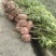 楠木苗基地现挖现发大量现货供应数十年种植经验欢迎咨询