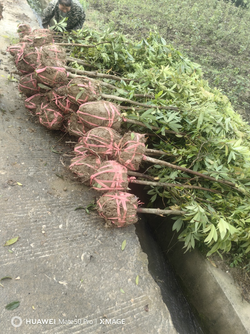楠木苗基地现挖现发大量现货供应数十年种植经验欢迎咨询