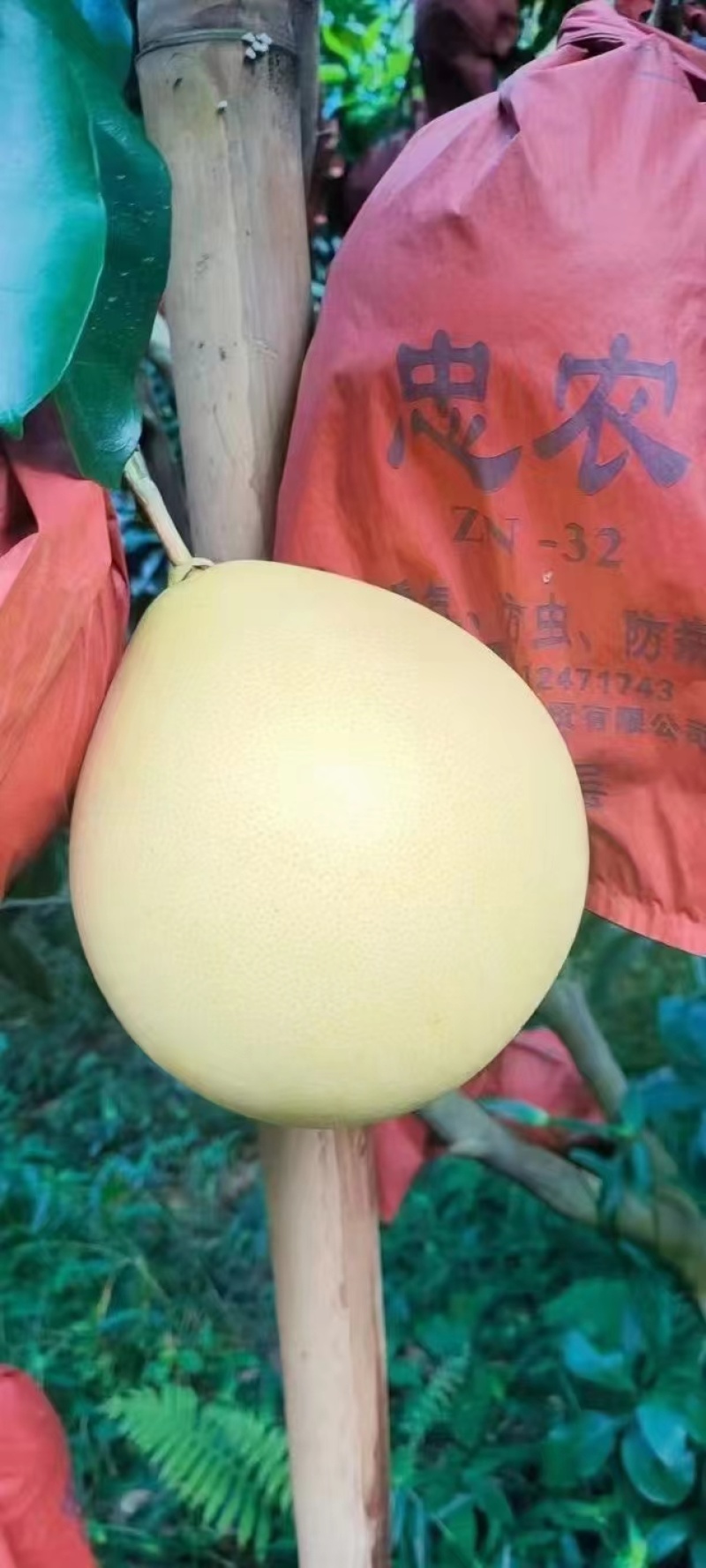 红心柚大量现货供应，皮薄肉厚入口化渣多汁，欢迎咨询#柚子