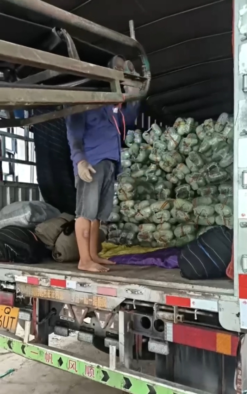产地精品水果冬瓜批量走货价格低各种规格