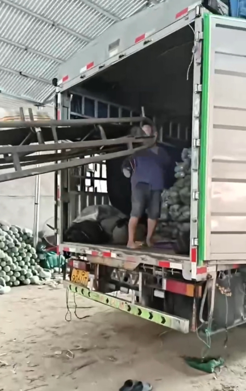 产地精品水果冬瓜批量走货价格低各种规格