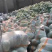 产地精品水果冬瓜批量走货价格低各种规格
