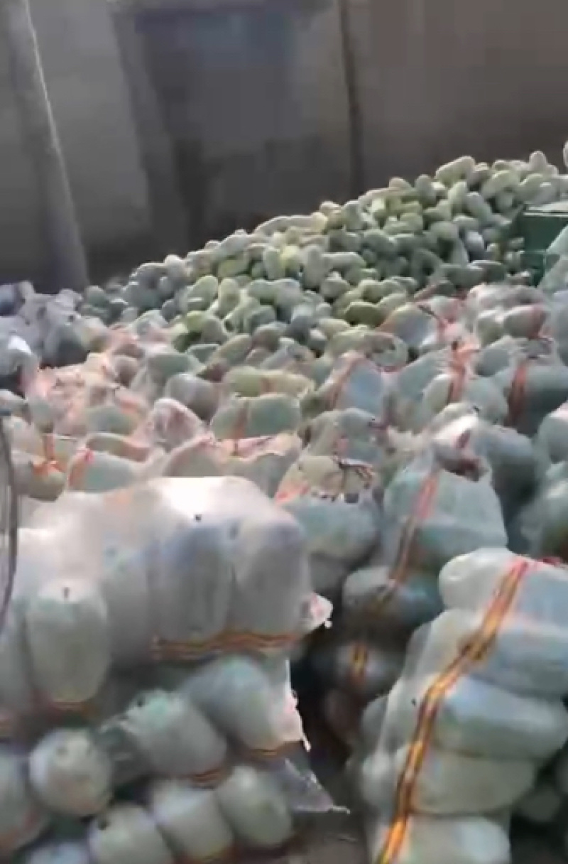 产地精品水果冬瓜批量走货价格低各种规格