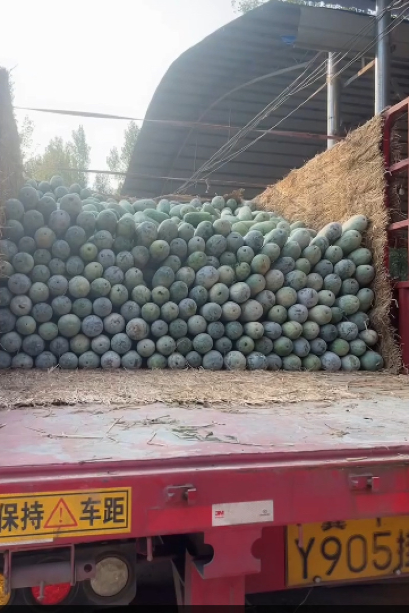产地精品水果冬瓜批量走货价格低各种规格