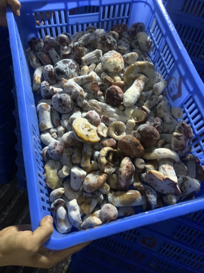 冷冻美味牛肝菌