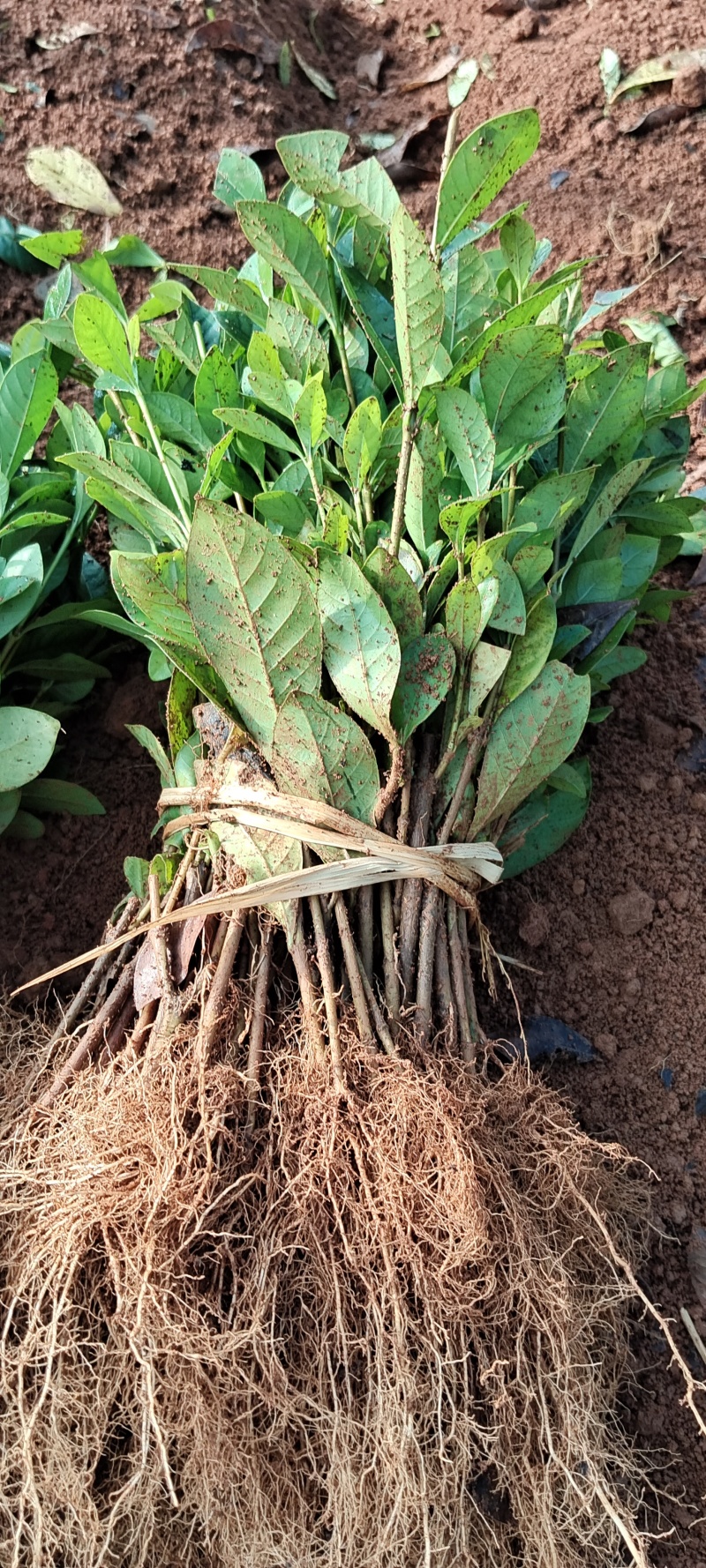 玫瑰栀子小苗大量供应，价格实惠，量大从优，欢迎选购