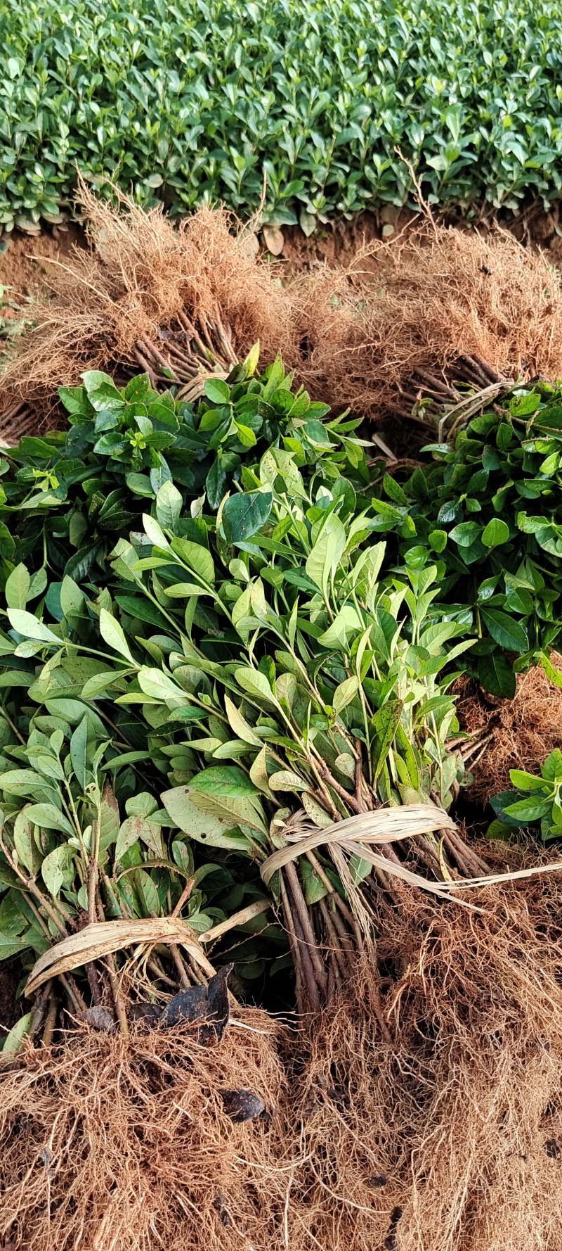 玫瑰栀子小苗大量供应，价格实惠，量大从优，欢迎选购