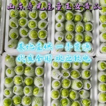 精品金童玉女黄瓜大量上市价格优惠供应电商团购批发市场