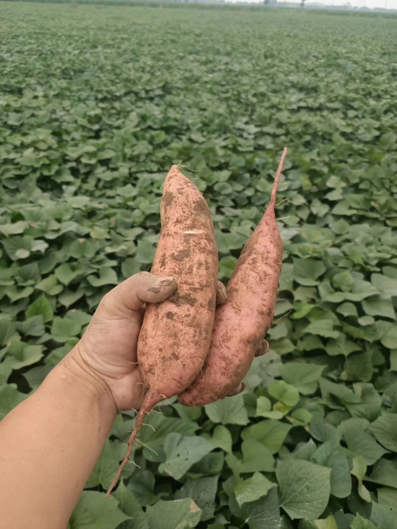 【精品哈密红薯】河北白心哈蜜软糯香甜供应商超档口