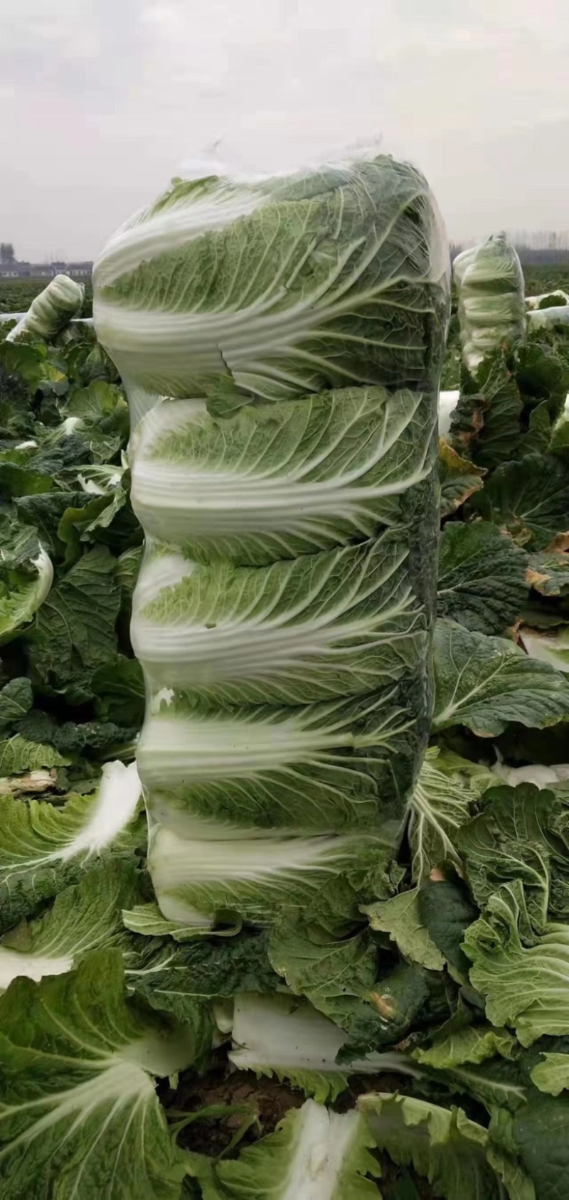 精品黄心白菜鲜白菜基地直发价格便宜质量好