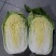 精品黄心白菜鲜白菜基地直发价格便宜质量好