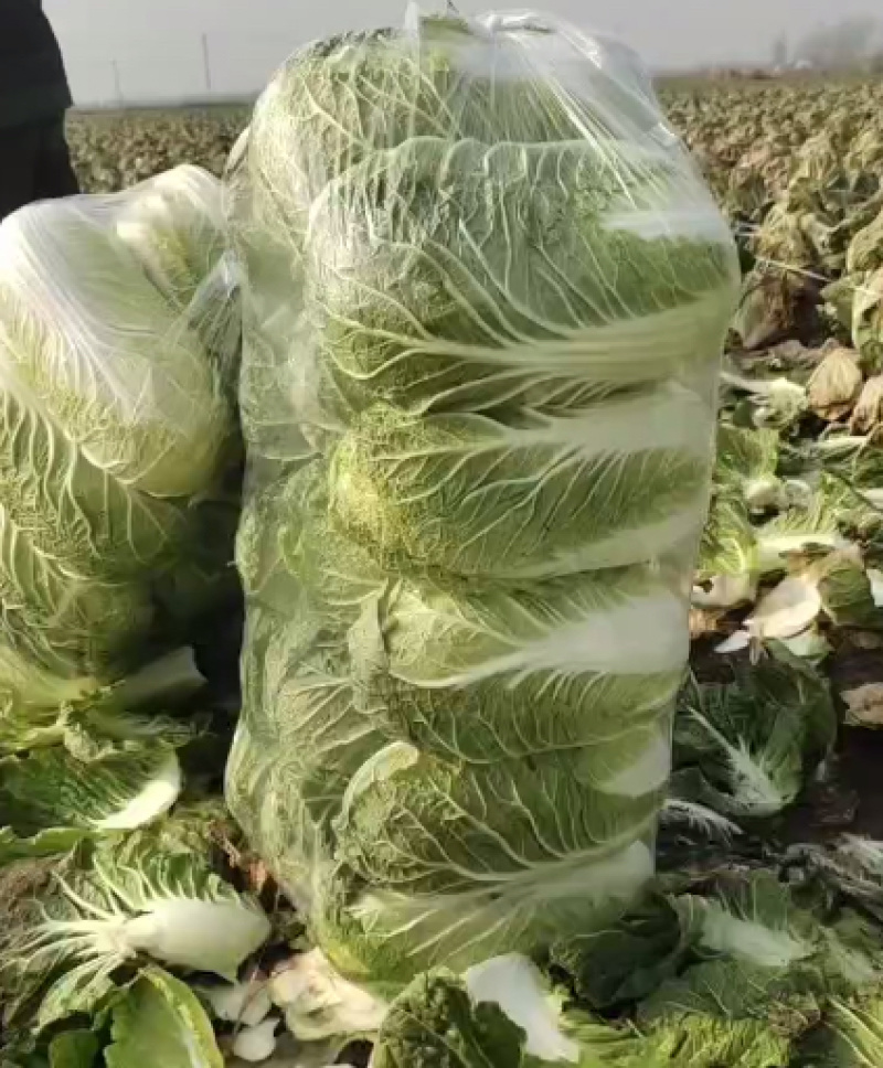 精品黄心白菜鲜白菜基地直发价格便宜质量好