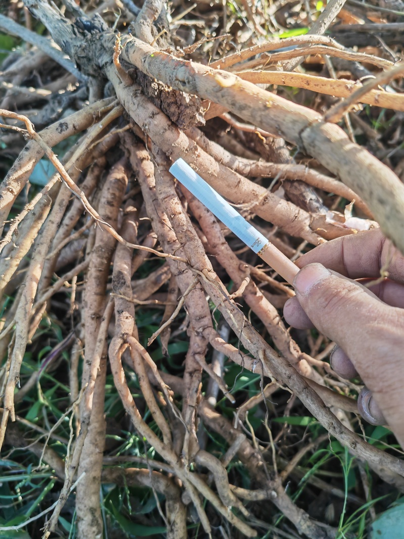鲜赤芍牡丹皮大量供应