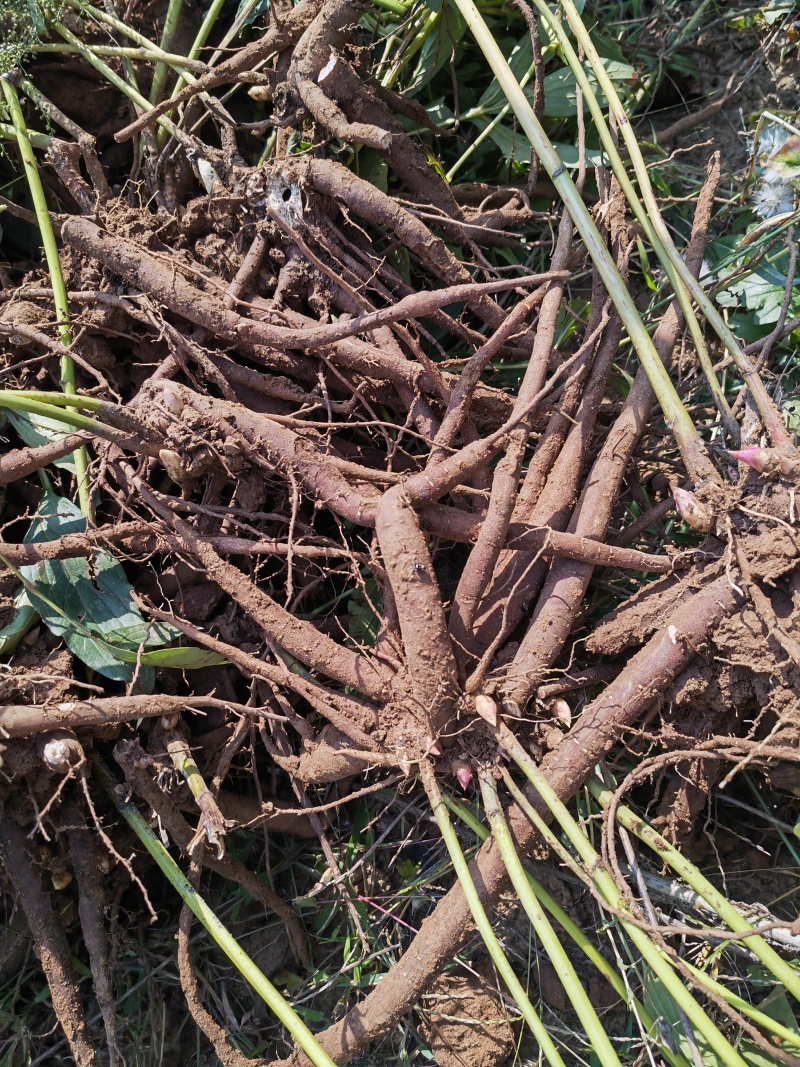 鲜赤芍牡丹皮大量供应