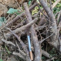 鲜赤芍牡丹皮大量供应