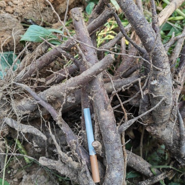 鲜赤芍牡丹皮大量供应