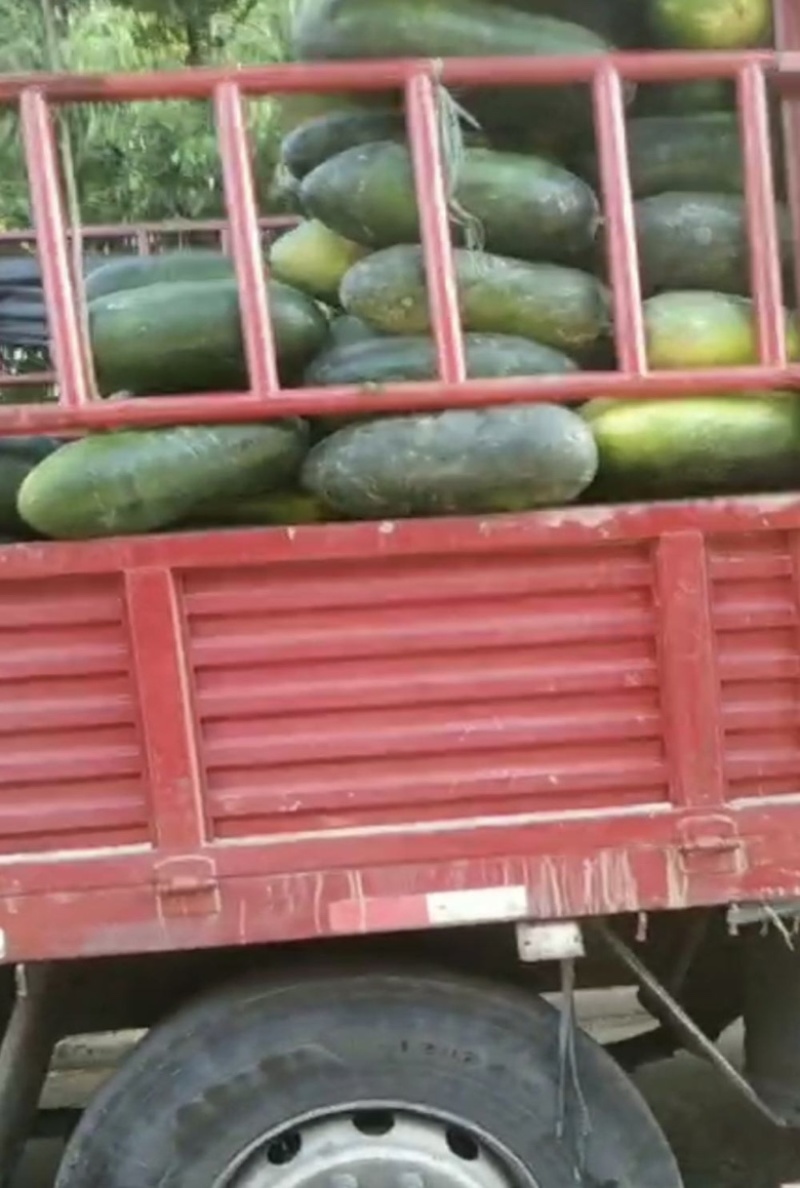 黑皮冬瓜精品大量黑皮冬瓜上市产地直发价格低
