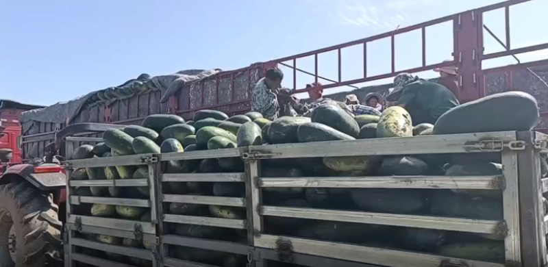 黑皮冬瓜精品大量黑皮冬瓜上市产地直发价格低