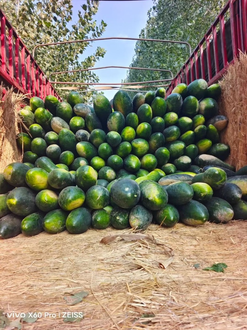 黑皮冬瓜精品大量黑皮冬瓜上市产地直发价格低