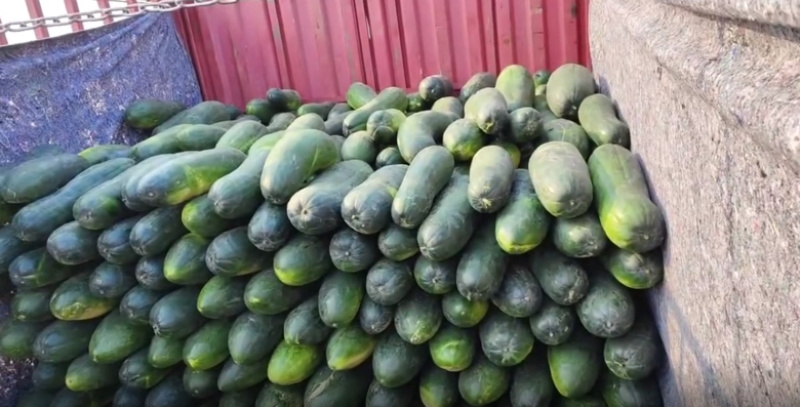 黑皮冬瓜精品大量黑皮冬瓜上市产地直发价格低