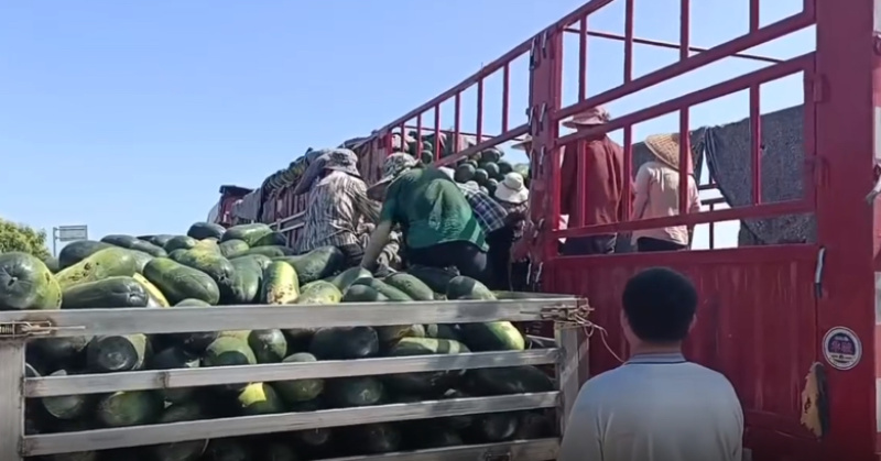 黑皮冬瓜精品大量黑皮冬瓜上市产地直发价格低