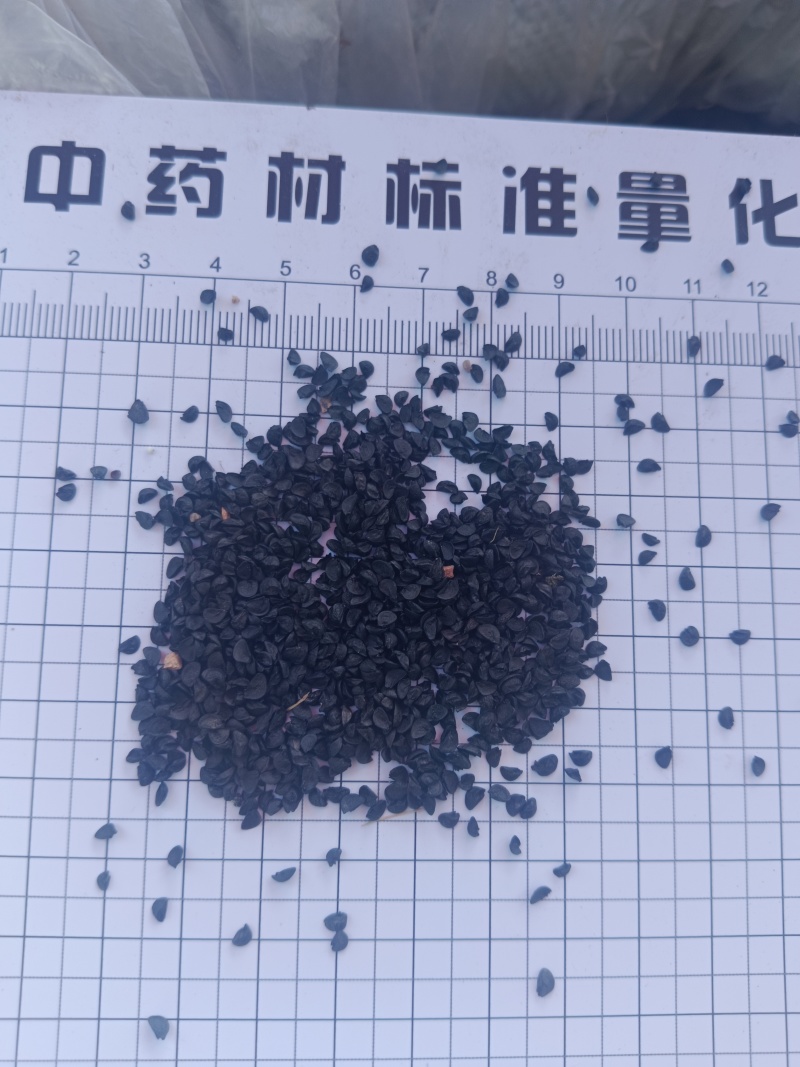 韭菜子正品新货无硫自产自销现货24小时内发货