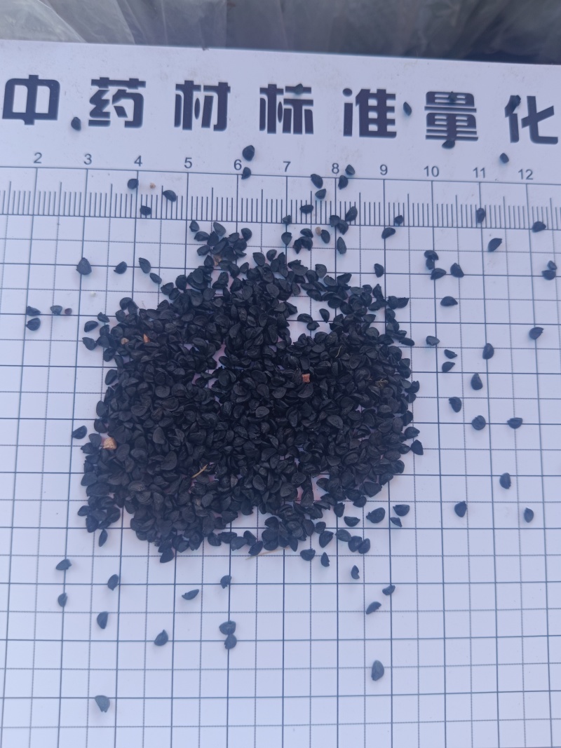 韭菜子正品新货无硫自产自销现货24小时内发货