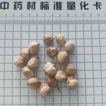 白蔻，白豆蔻产地一手货源有现货，真实拍照，24小时内发货