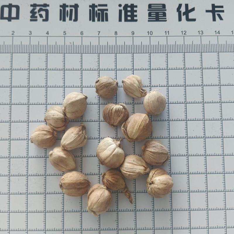 白蔻，白豆蔻产地一手货源有现货，真实拍照，24小时内发货