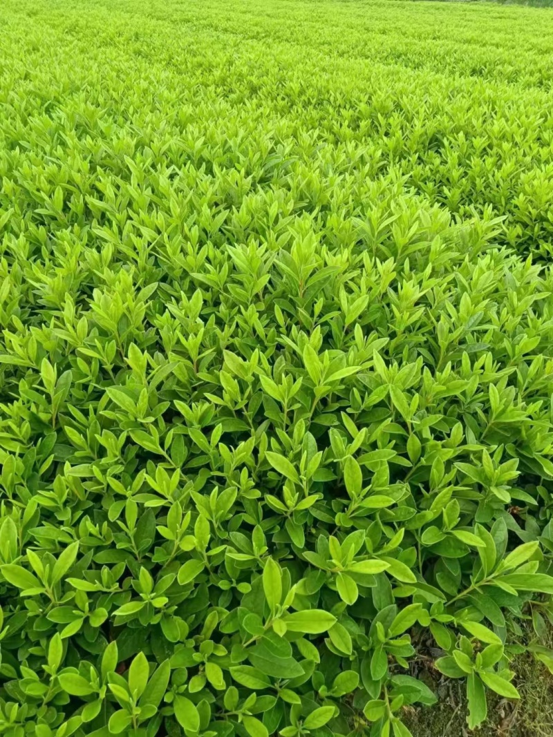 毛鹃、紫鹃小毛球，基地有量，价格优惠，欢迎订购。