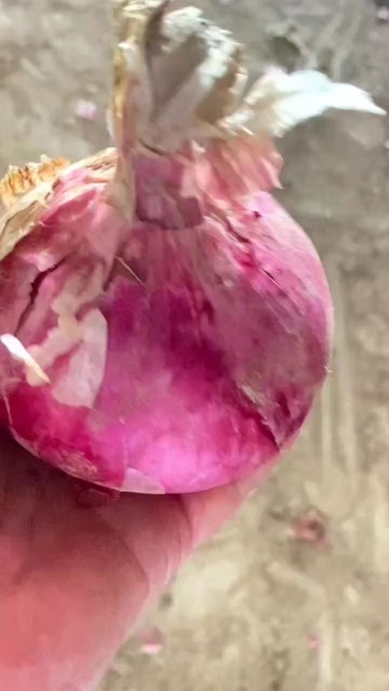 洋葱红皮洋葱黄皮洋葱品种齐全量大价优欢迎选购