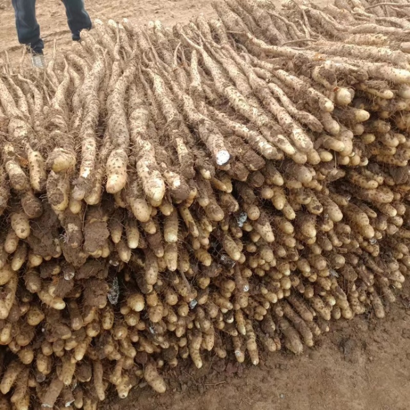 铁棍山药量大质优价格优惠欢迎各大老板前来采购一手货源